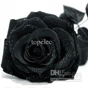 black rose seeds for sale Fashion 9 COLORS ROSE SEEDS Rainbow purple Red Black Red White Yellow