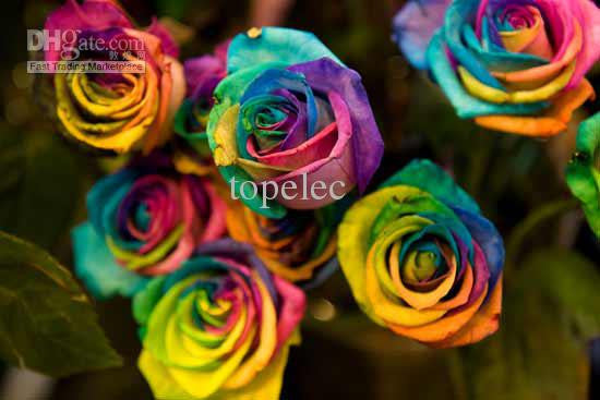 colorful rose seeds Fashion 9 COLORS ROSE SEEDS Rainbow purple Red Black Red White Yellow